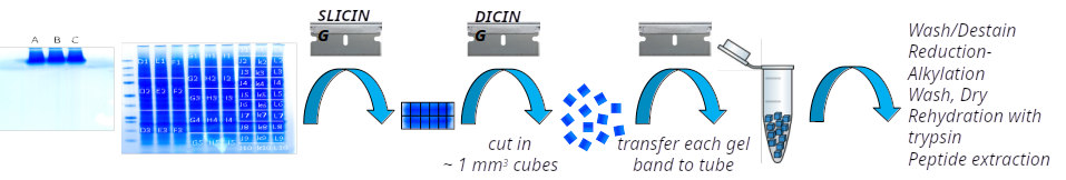 In-gel digestion