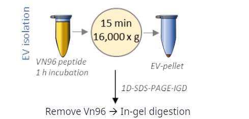 Urinary EV proteomics