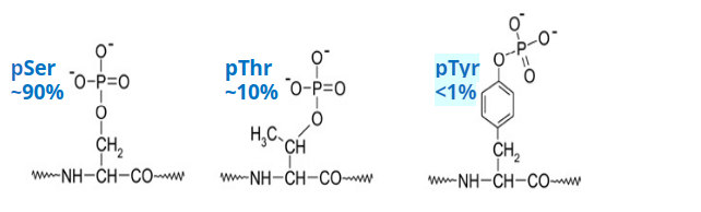 pTyr-phosphoproteomics