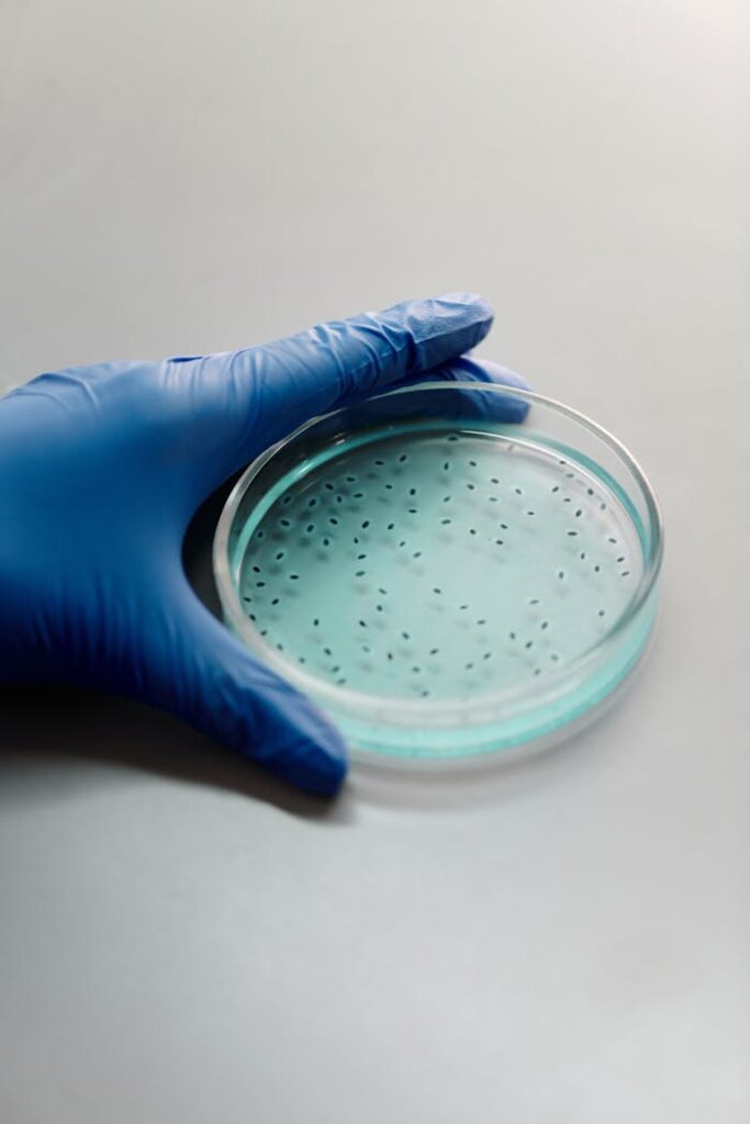 Gloved hand holding a petri dish with bacterial cultures in a laboratory setting.